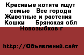 Красивые котята ищут семью - Все города Животные и растения » Кошки   . Брянская обл.,Новозыбков г.